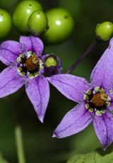 Bittersuesser Nachtschatten Edertal Roe